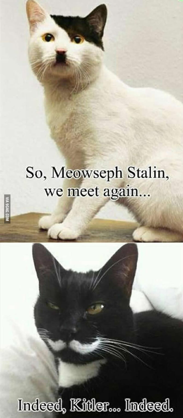 Гитлер в виде кота
