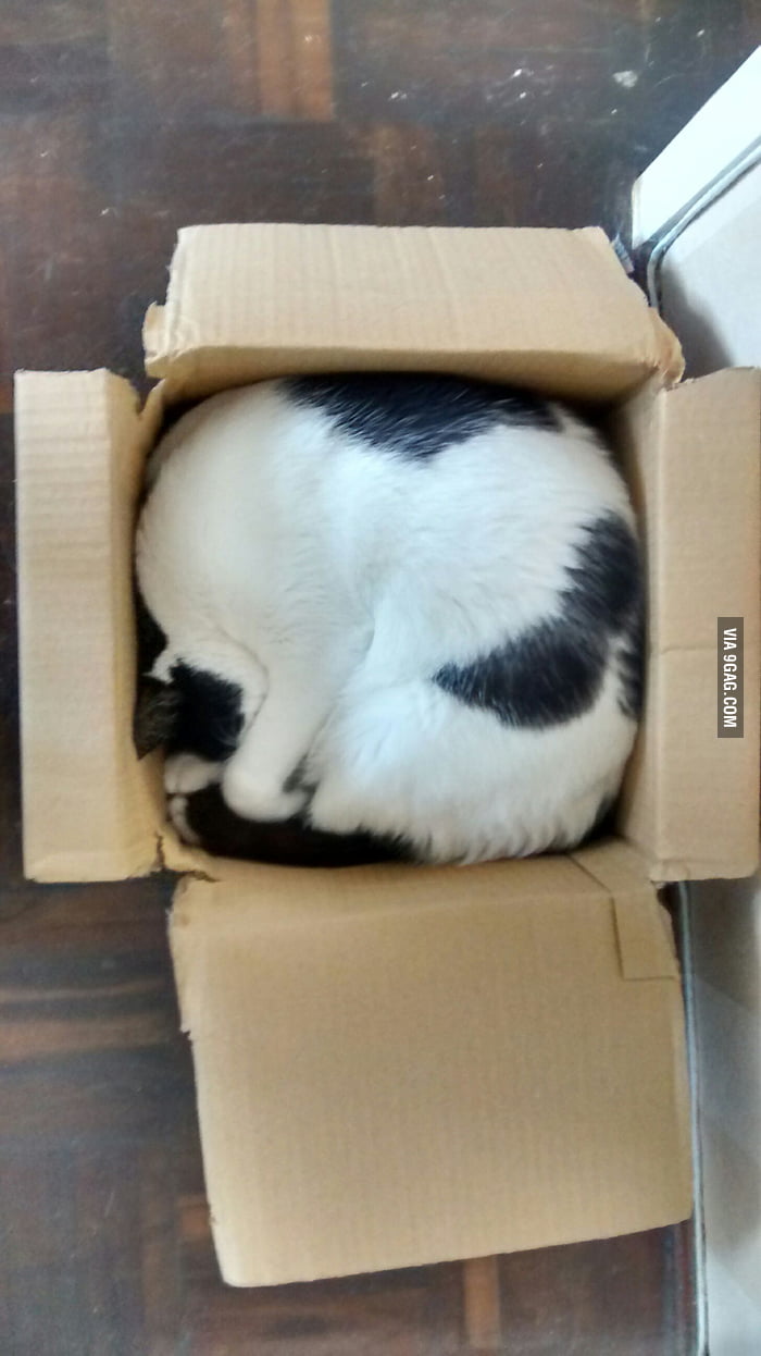 Cat in hotsell small box