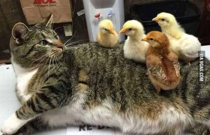 I Wish I Had Not Eaten Their Mother 9gag