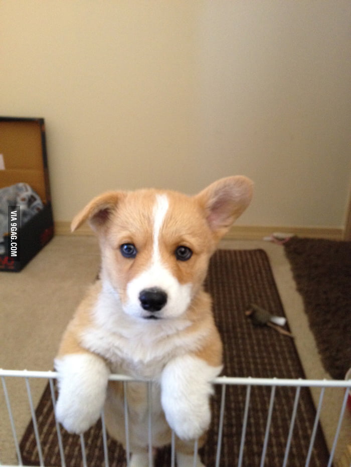 Meet Larry the corgi. His ears are just starting to perk up! - 9GAG