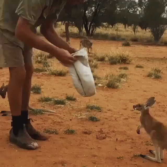 Baby kangaroo jumps in pouch - 9GAG