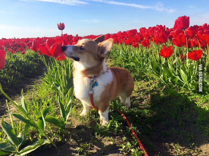 Corgi stops to smell the tulips - life's good when you're flower height ...