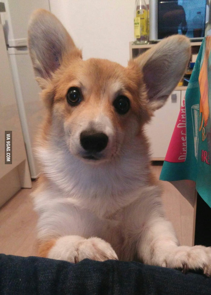 My corgy! - 9GAG