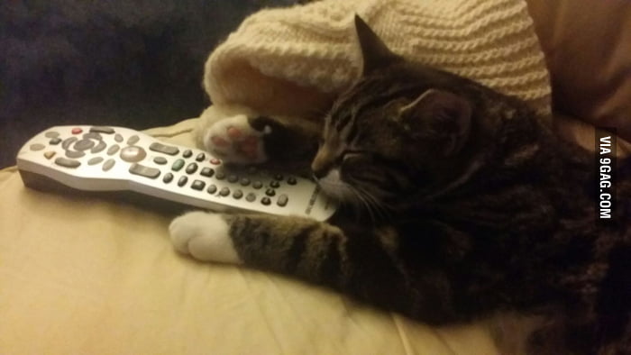 Kitty's hogging the remote! - 9GAG