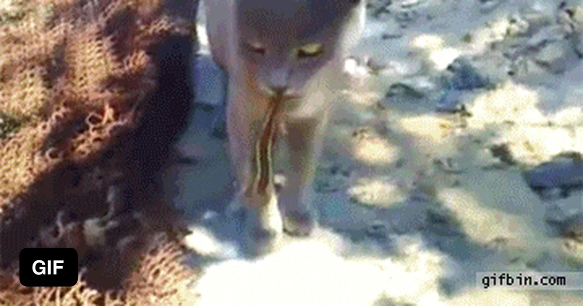 Lizard Bites Cats Tongue 9GAG