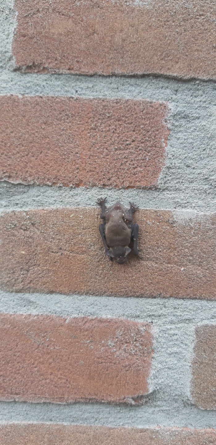 A little bat on a wall hiding from the hot sun in the shadows 9GAG