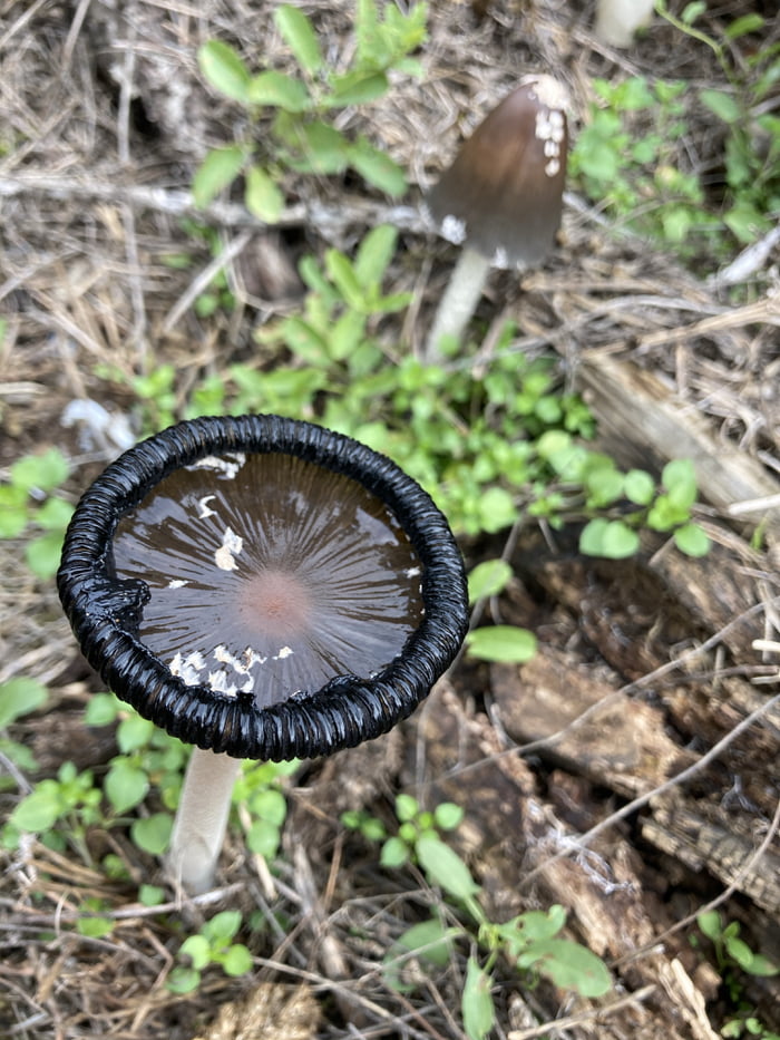 I here imagine how much toxicity 9GAG