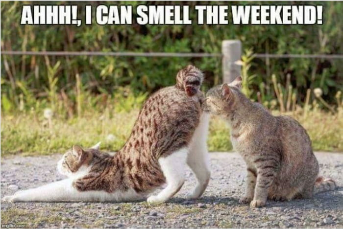 I Can Smell The Weekend 9GAG