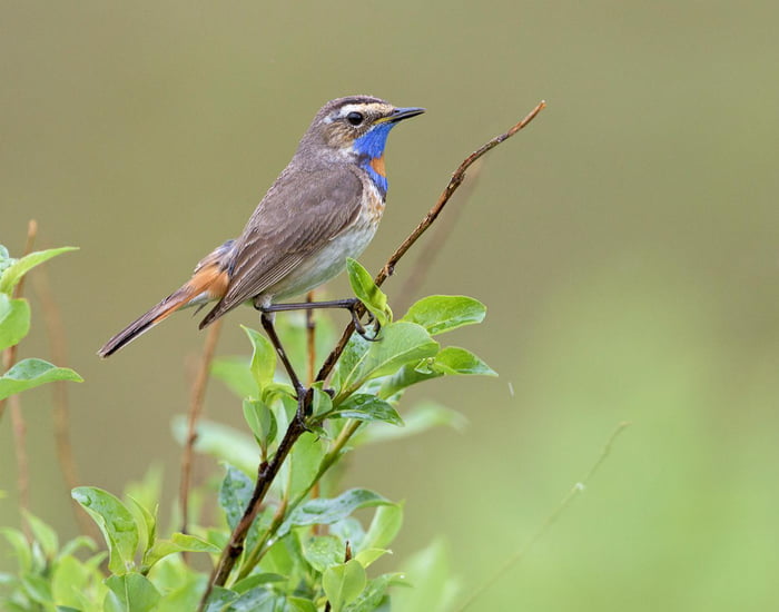 This cute little bluethroated bird is the Bluethroat! Male Bluethroats