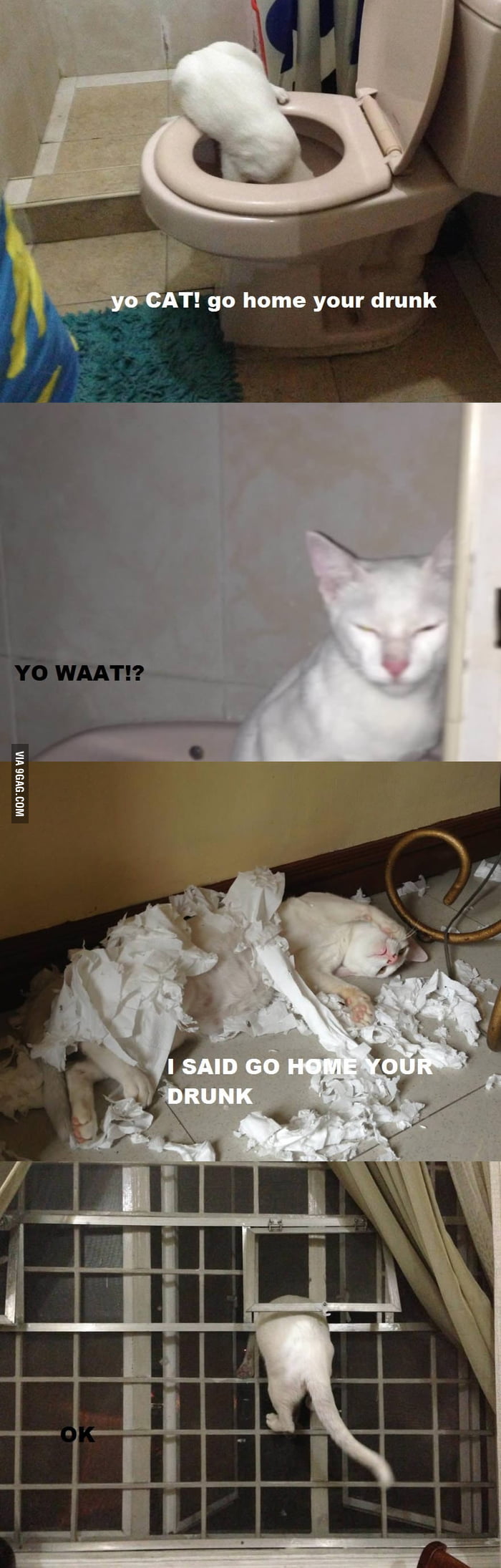 Go home cat you're drunk - 9GAG