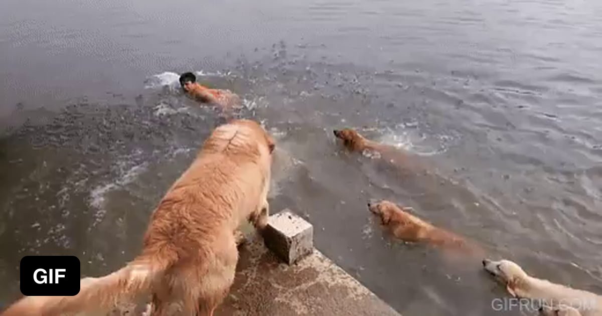 Golden Retrievers Playing In The Water 9GAG