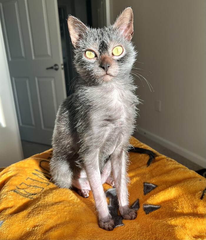 Waiting For Treats With Naked Feets Gag