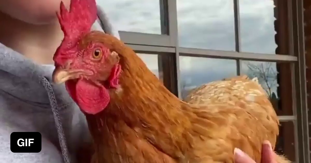 Fluffing up the hen 9GAG