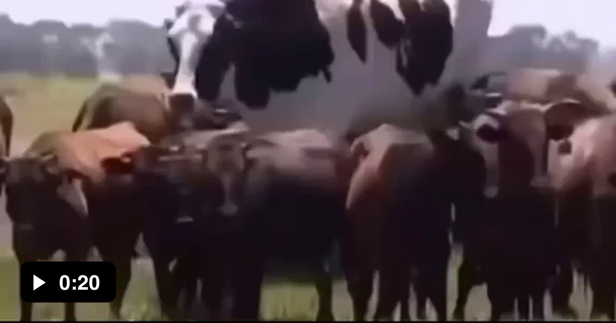 'Knickers' The world largest cow, towering at 6 ft 4 inches and