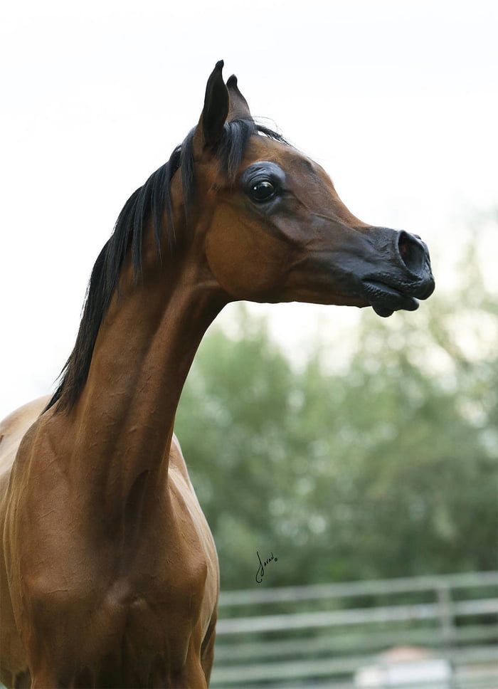Prettiest Arabian Horse In The World