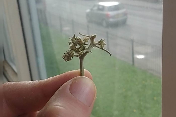 Piece of weed looks like a little tree - 9GAG