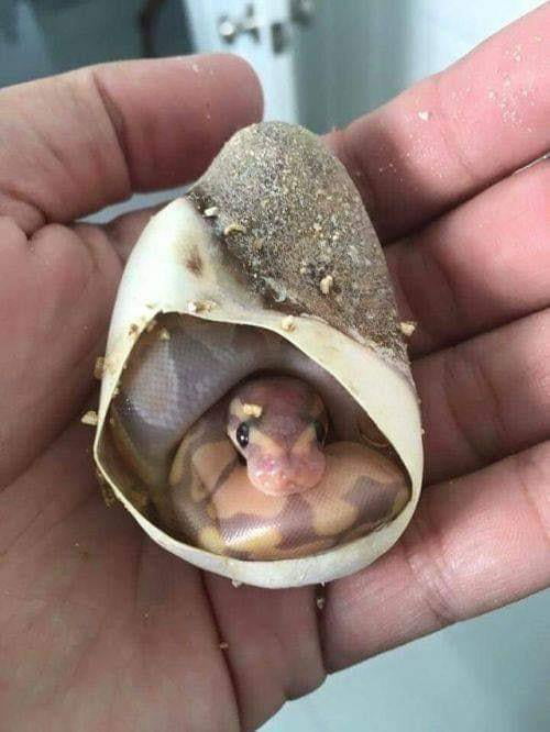 🔥 A new born python still in its shell - 9GAG