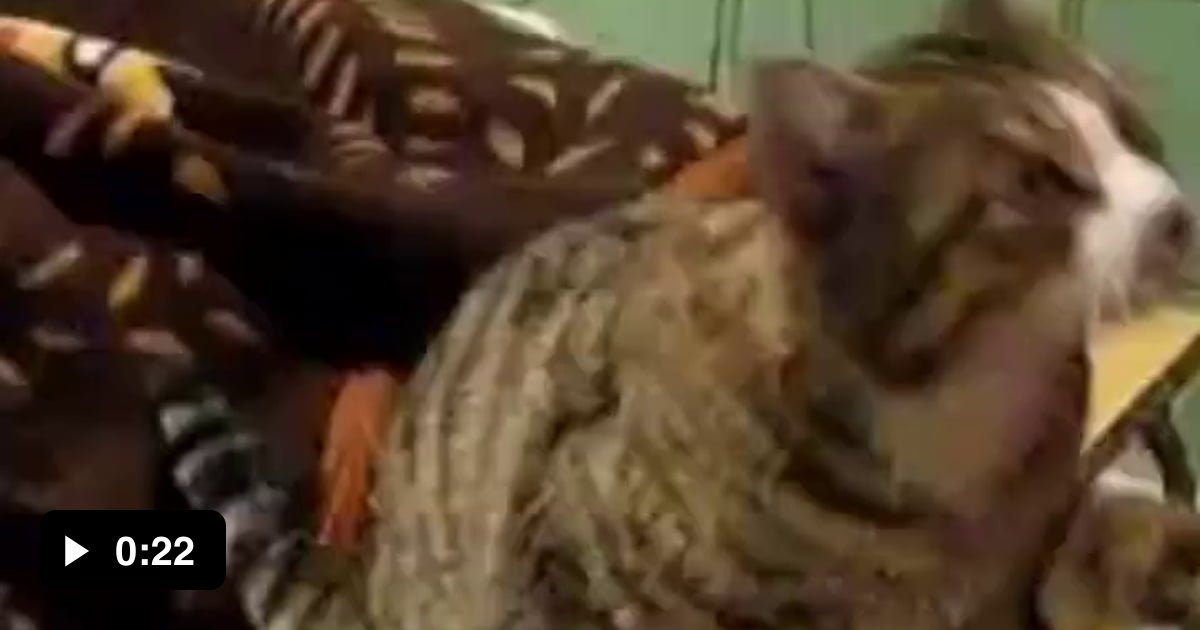 Two types of cats 9GAG