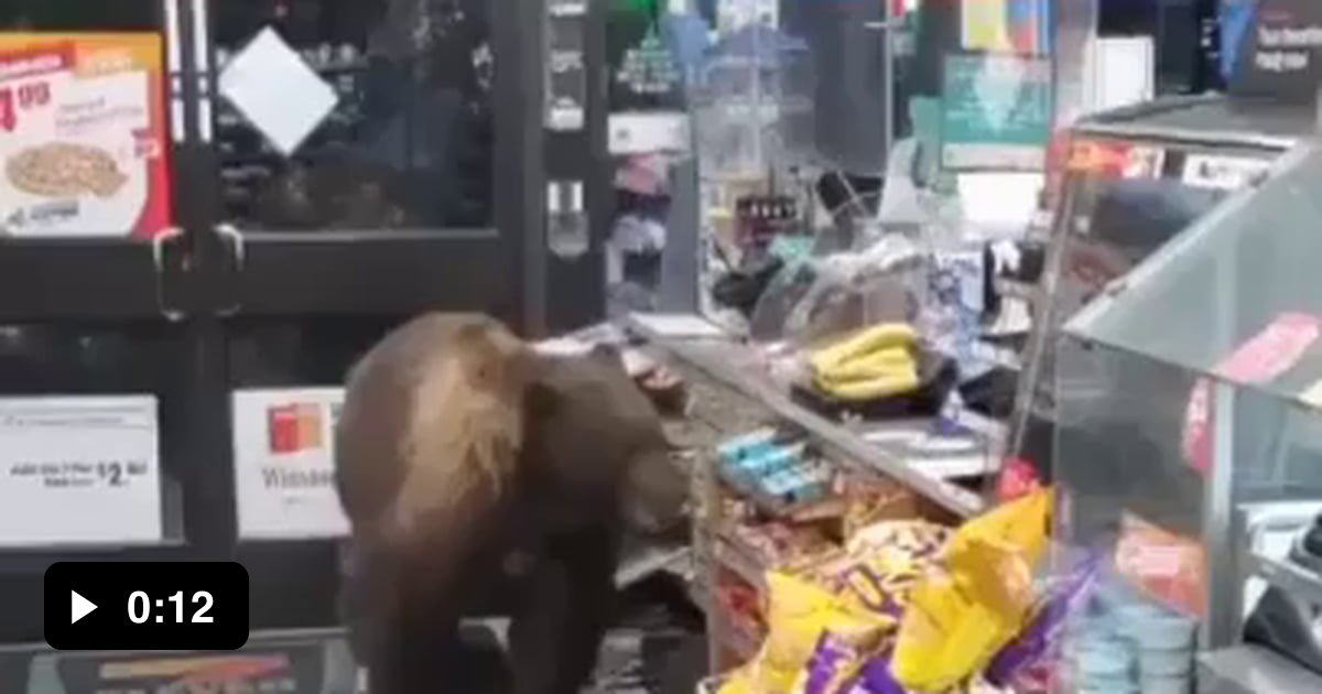 Yogi Bear stop stealing picnic baskets and tried the local 7Eleven 9GAG