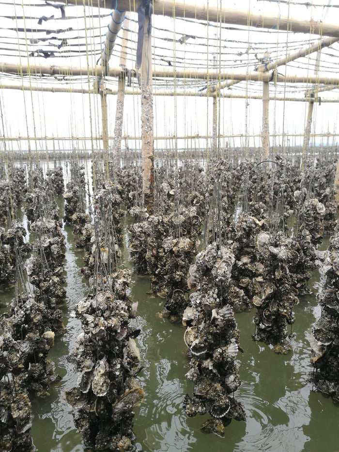 This is an oyster farm 9GAG