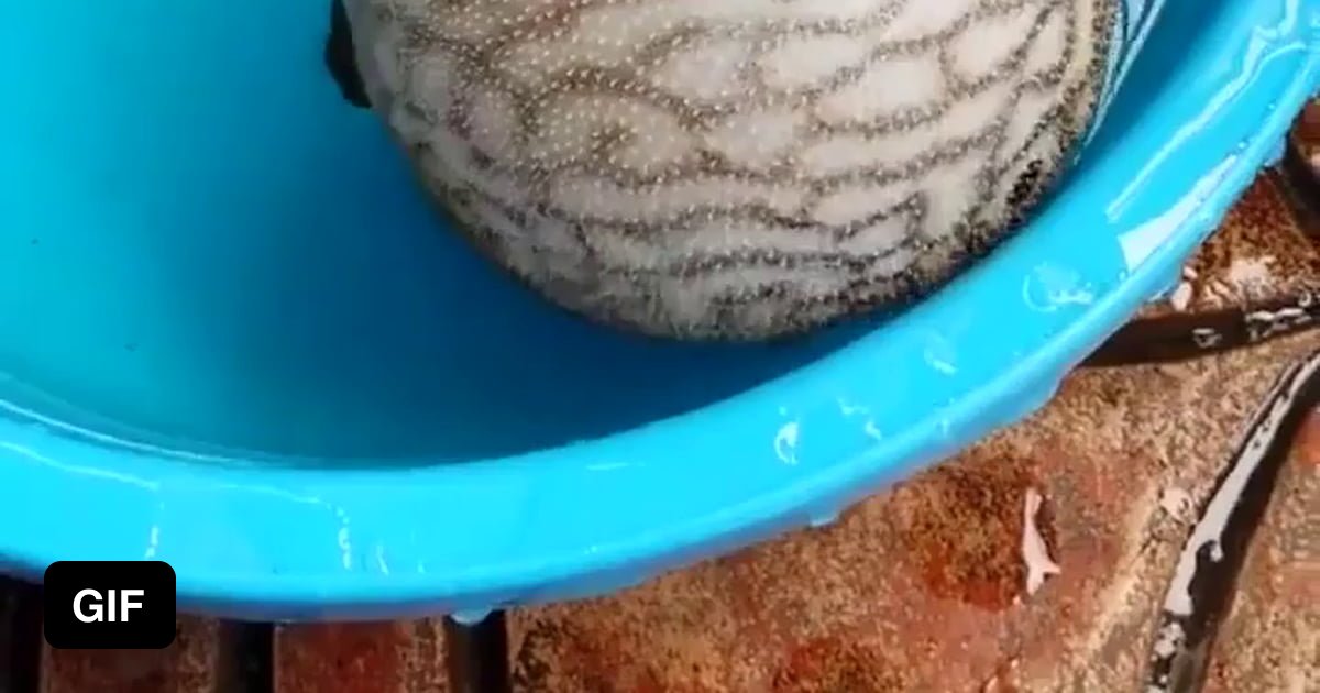 Puffer Fish Deflation - 9GAG