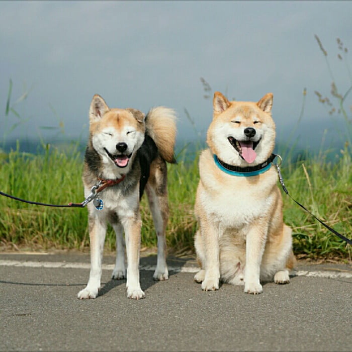 skinny shiba inu