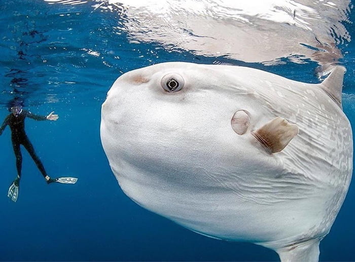 This Is An Ocean Sunfish The Most Useless Fish On Earth 9GAG This Is An Ocean Sunfish The Most Useless Fish On Earth 9GAG