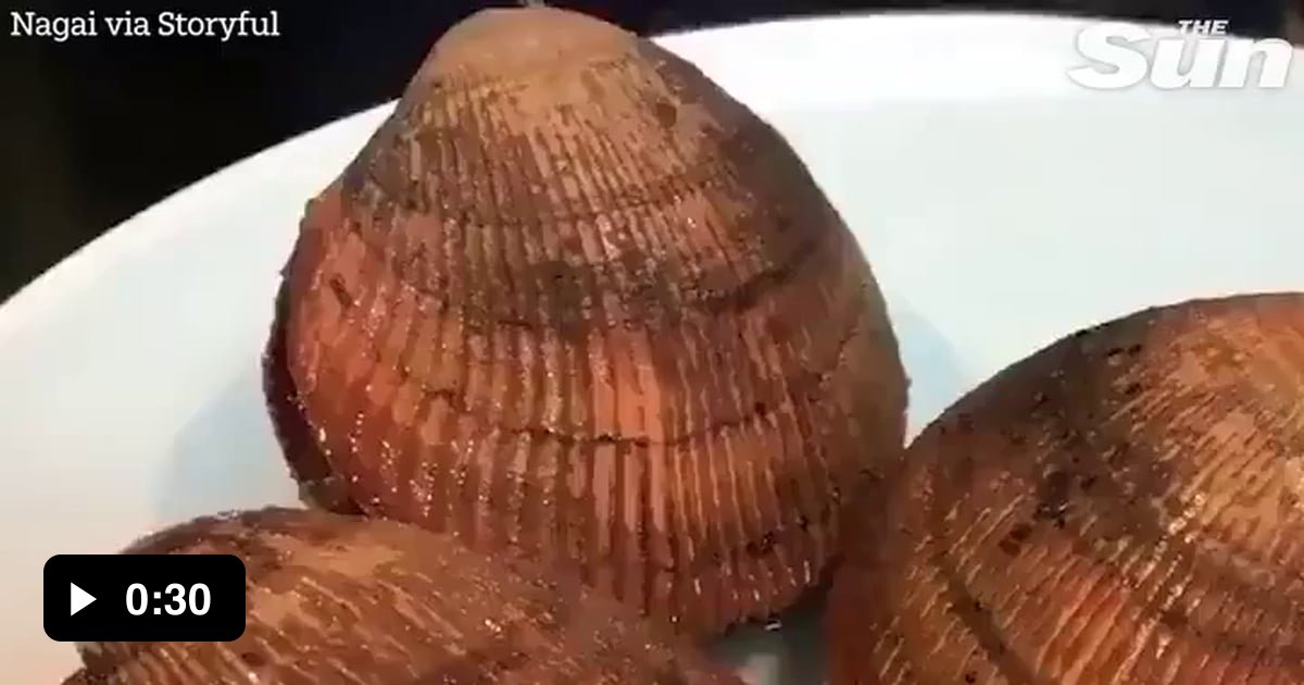 Fresh Clamshell sticking its tongue out 9GAG