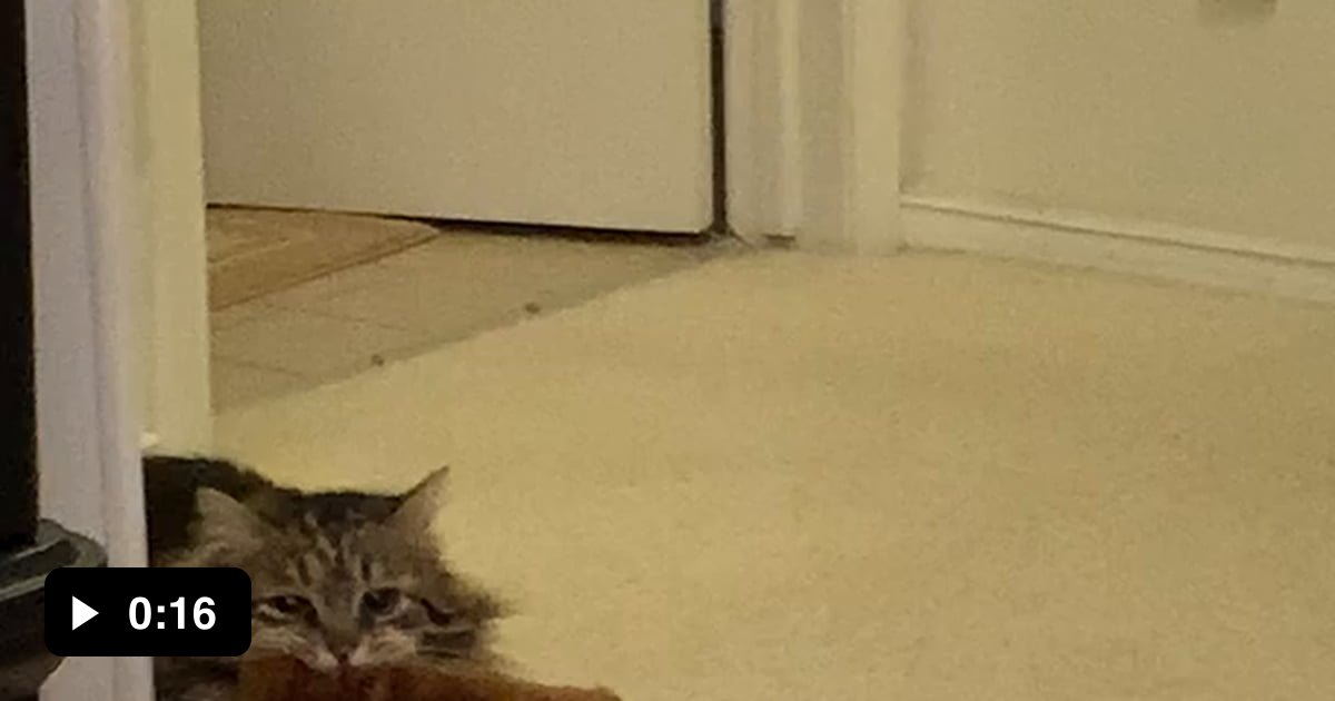 Cat knows what their owner wants 9GAG