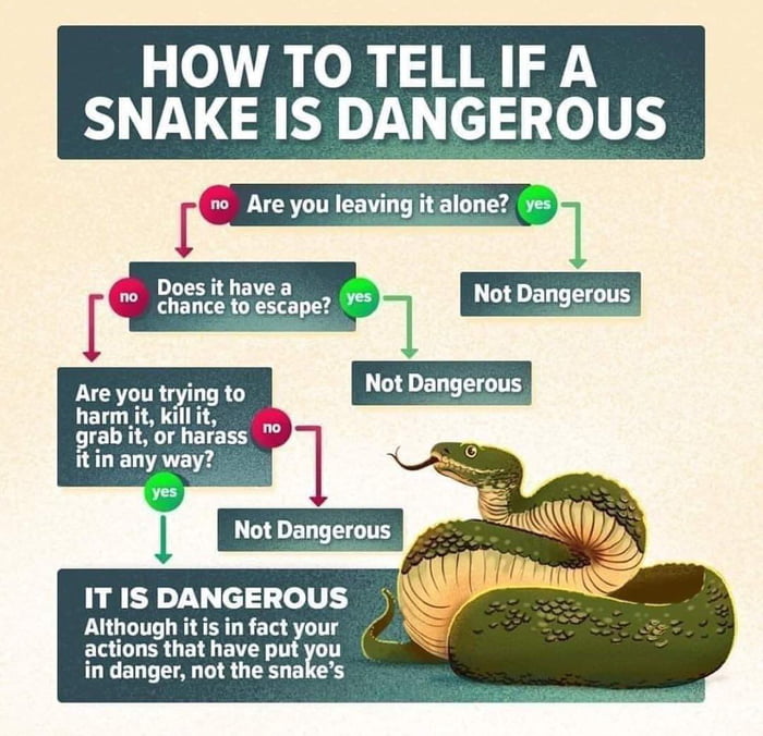 How To Tell If A Snake Is Dangerous? It’s Our Actions Only, Which Makes ...