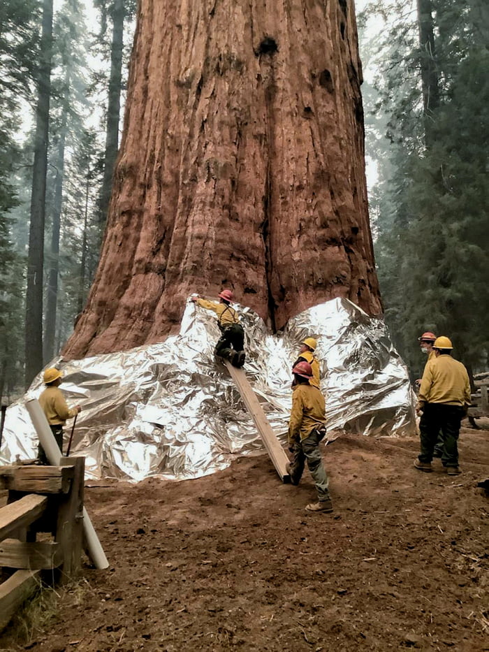 The World s Largest Tree General Sherman Wrapped Around Aluminium 