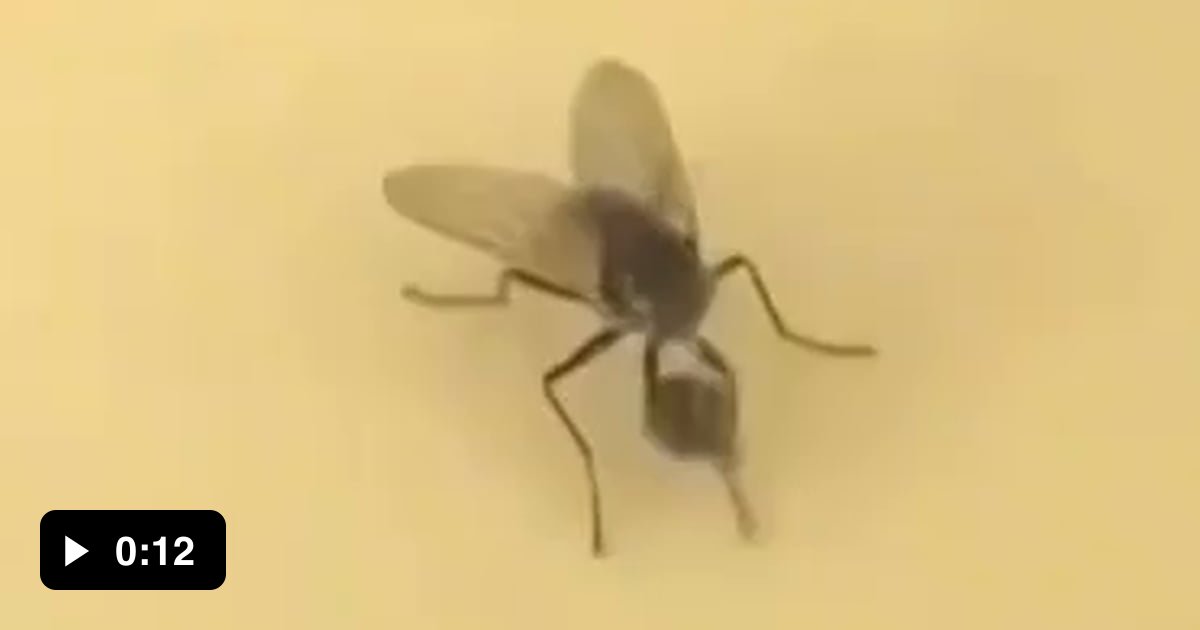 This fly removing it’s head without noticing… 9GAG