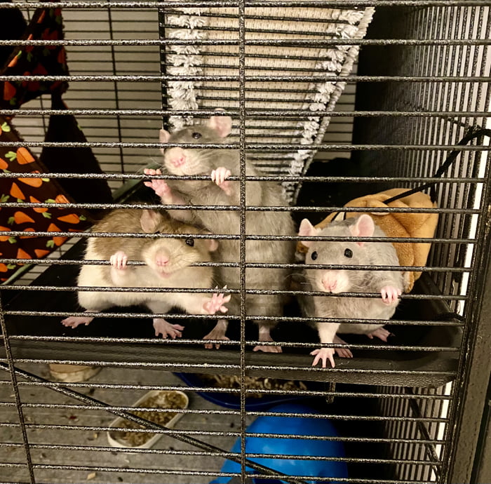 My Rat Squad Every Time I Return Home - 9gag