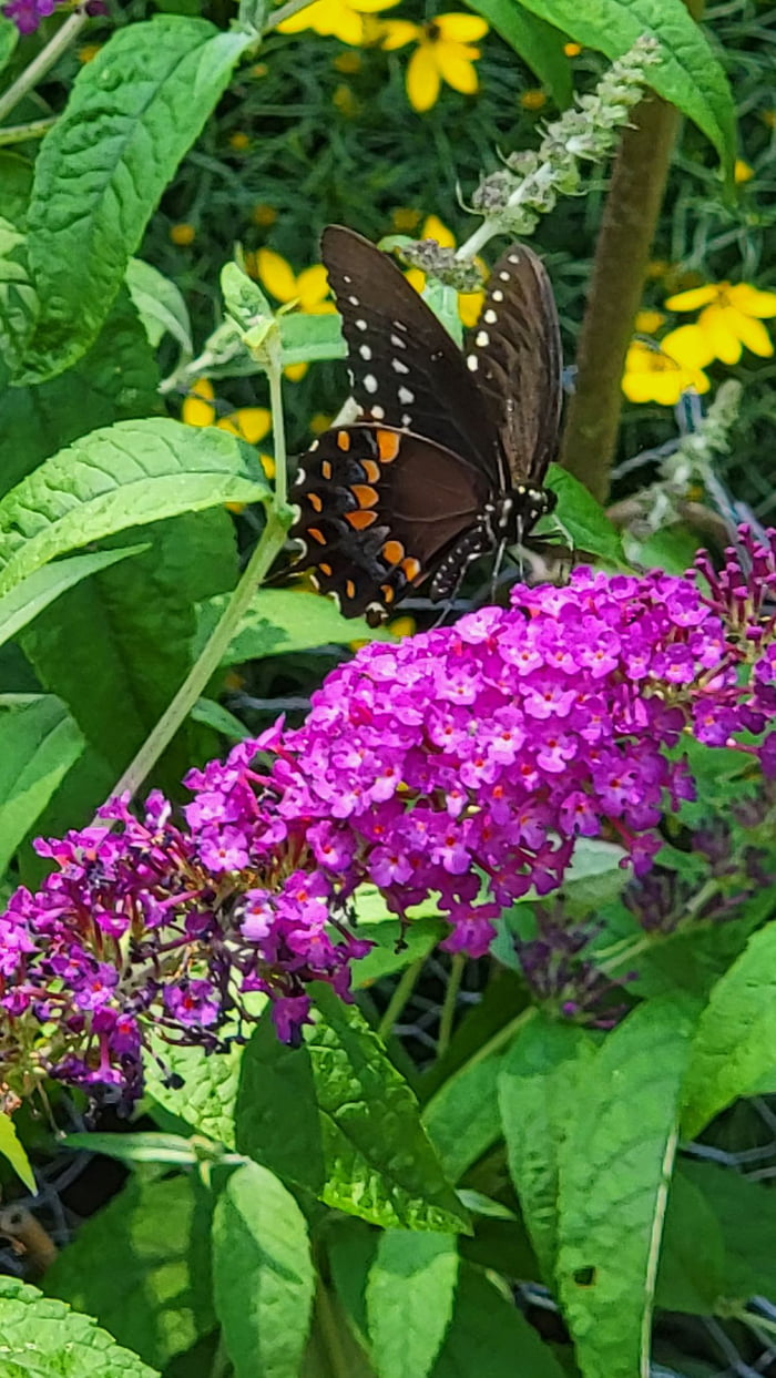 Butterfly on a butterfly bush 9gag