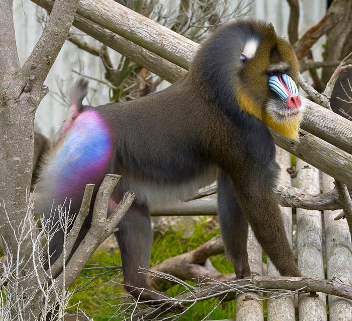 Alpha Male Mandrill Baboon 9gag