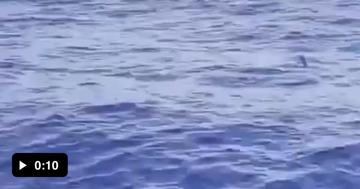 Flying fish can glide up to 650 feet, using their fins to escape ...