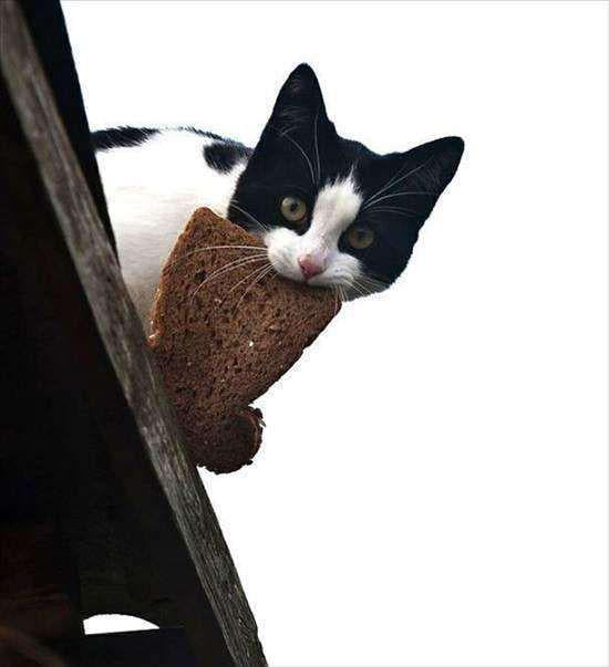 Bread stealing cat - 9GAG
