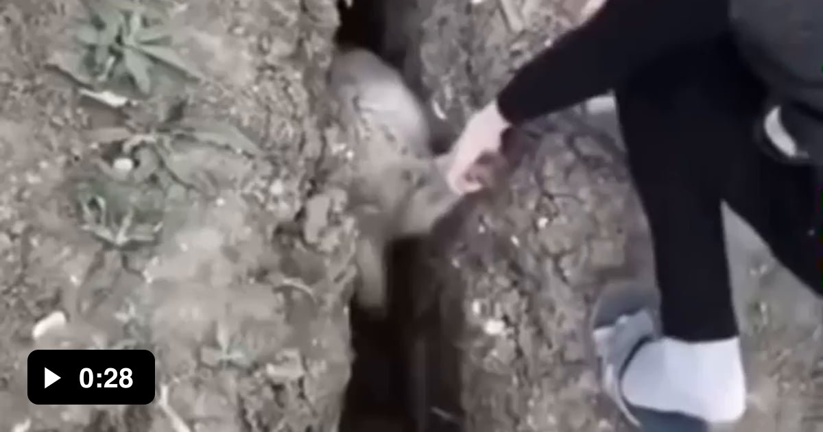 Not the sharpest tool in the nature shed - 9GAG