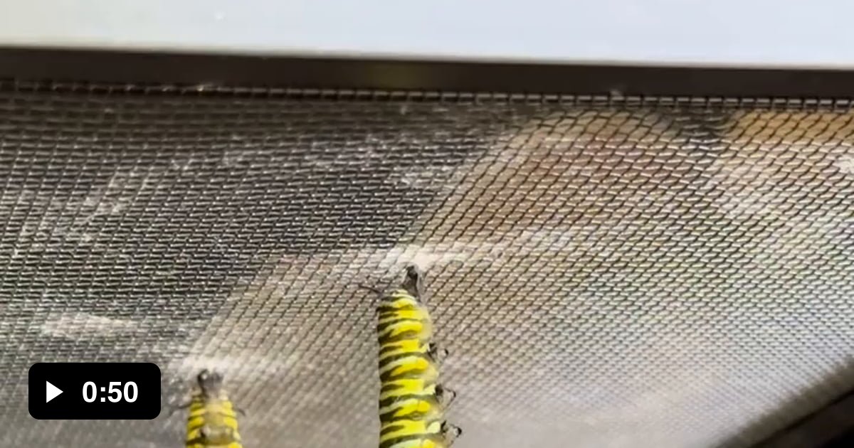 Monarch caterpillar to chrysalis transition 9gag