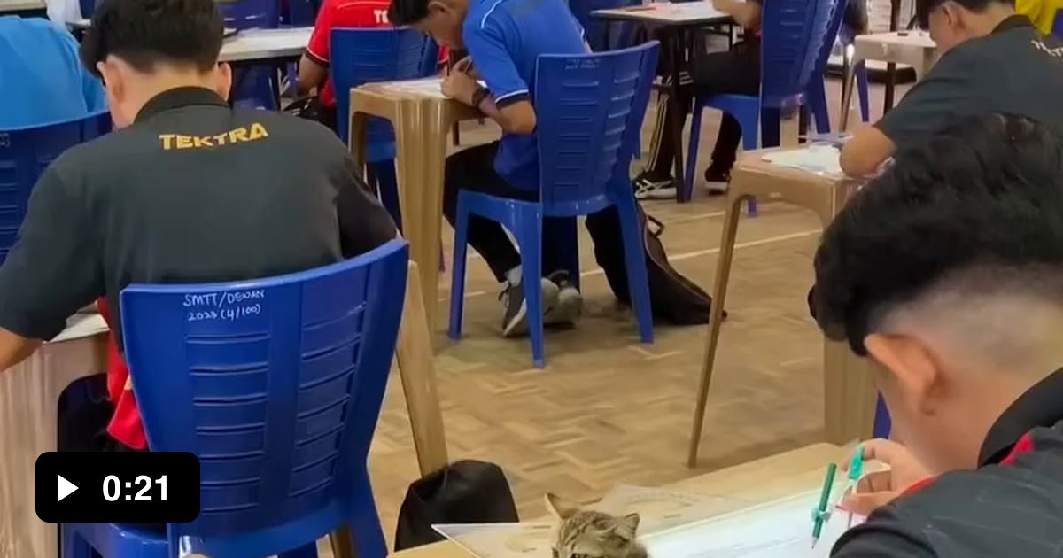 You are doing it wrong human. Pet me first 9GAG