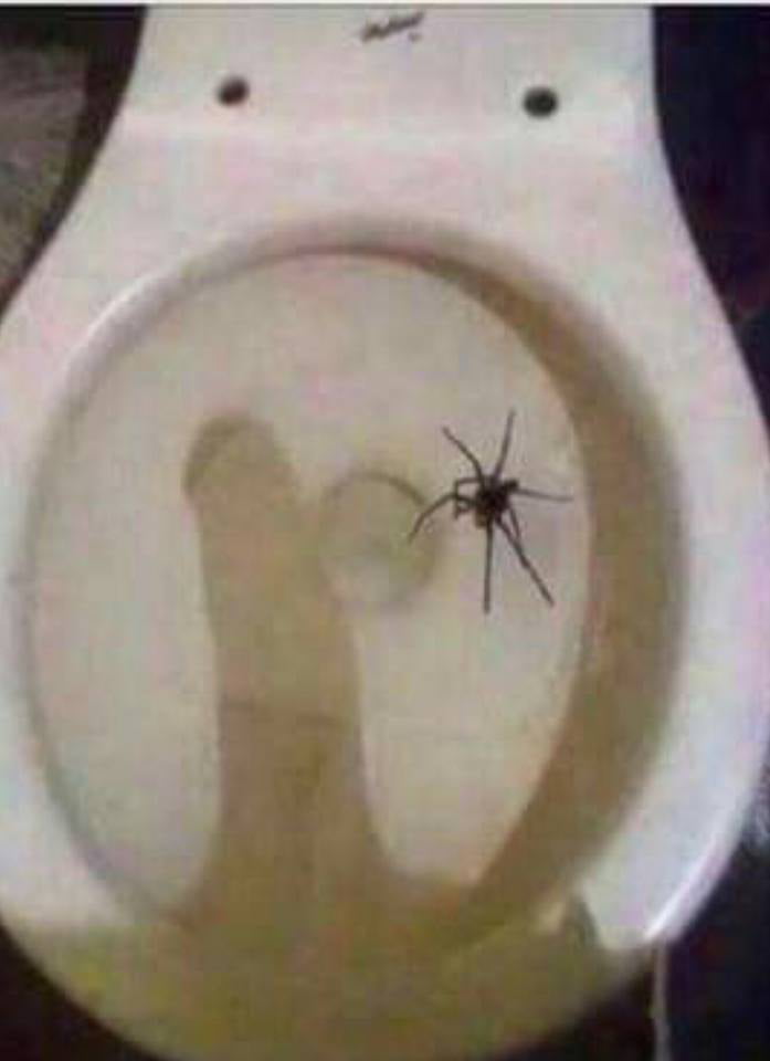 Found a HUGE spider in my toilet this morning - 9GAG
