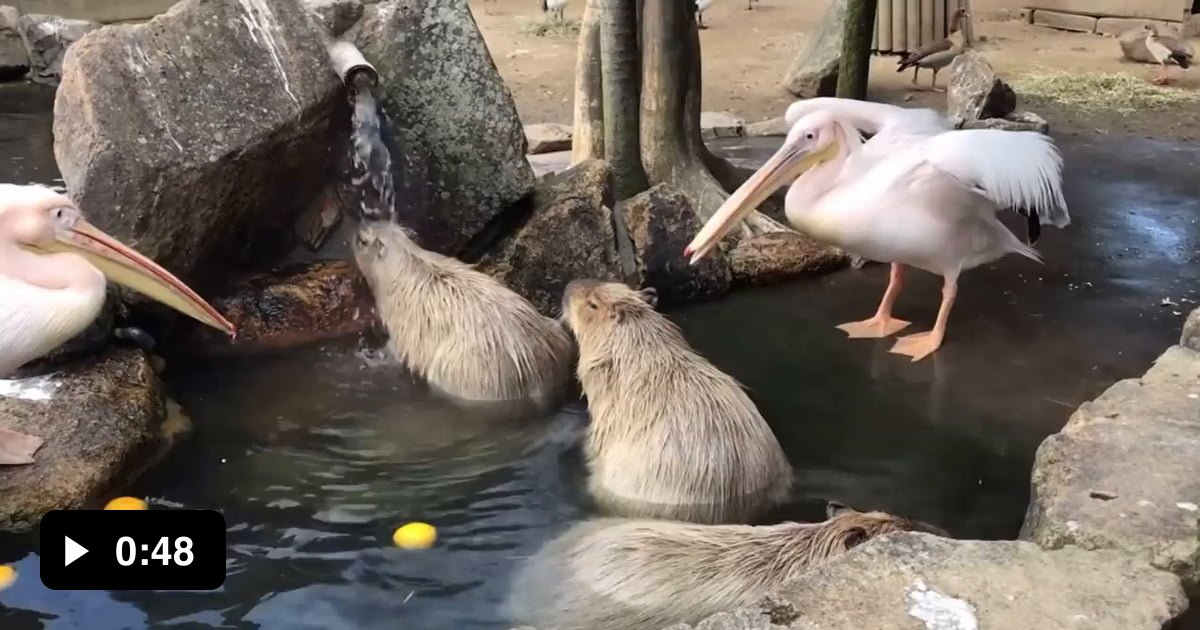 Pelicans try to eat some capybaras 9GAG