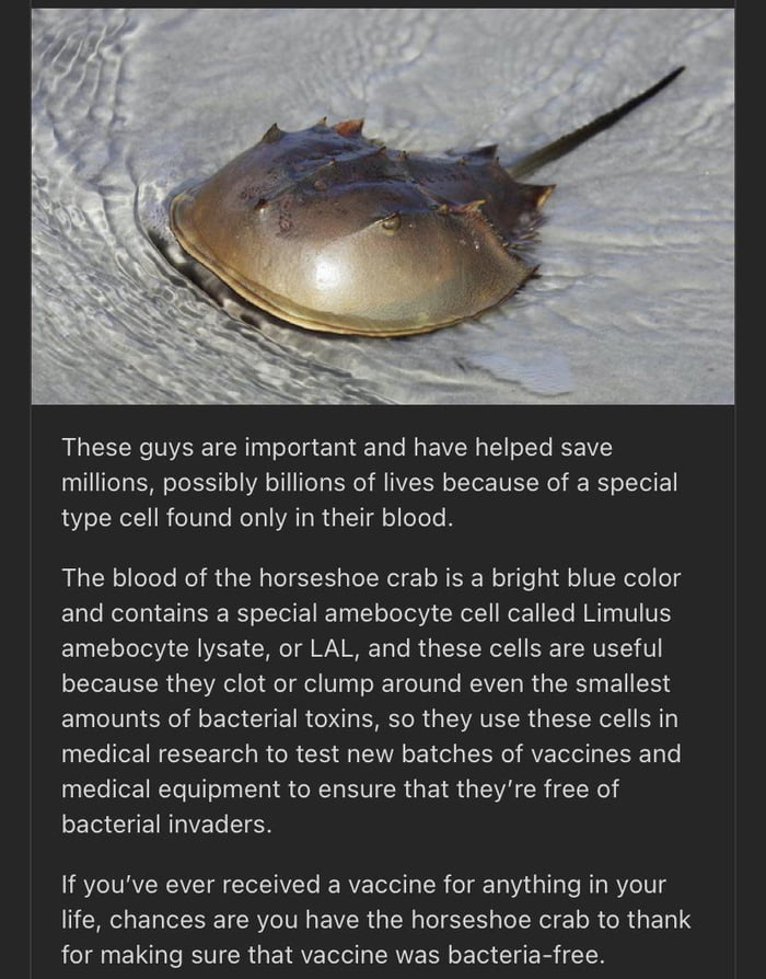 Animal responsible for saving the most human lives Horseshoe Crab 9GAG