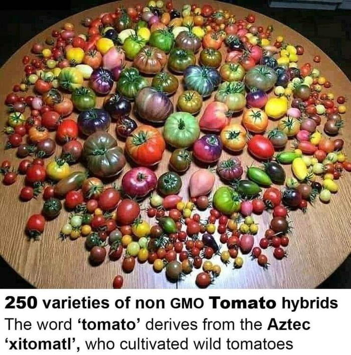 you-say-tomato-i-say-tomato-9gag