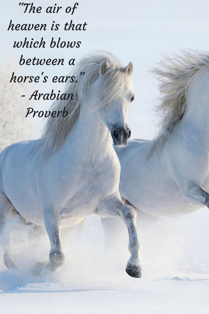 The wind of heaven is that which blows between the horse's ear 9GAG