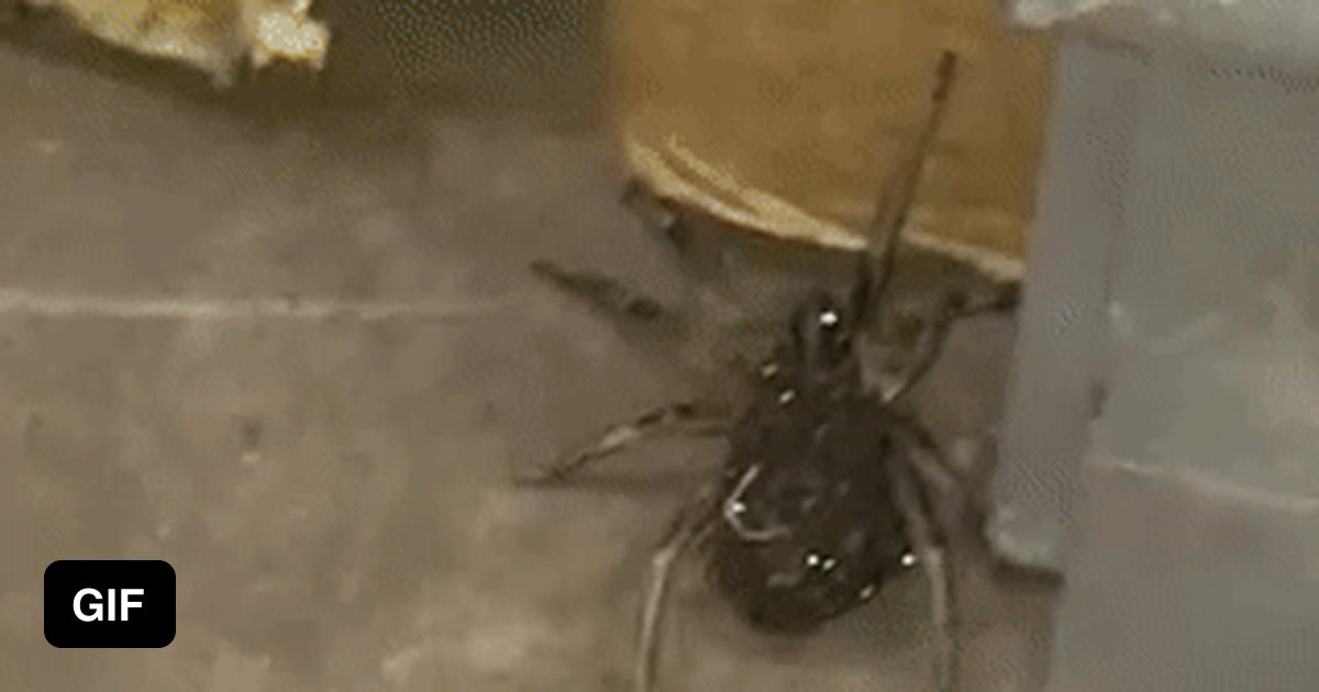 Spraying a spider. 9GAG