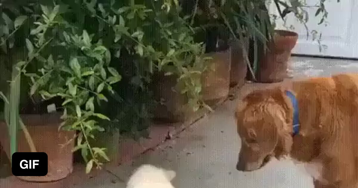 Short attention span of a puppy 9GAG