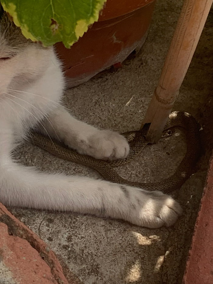 A little gift from my "half tamed" cat. 9GAG