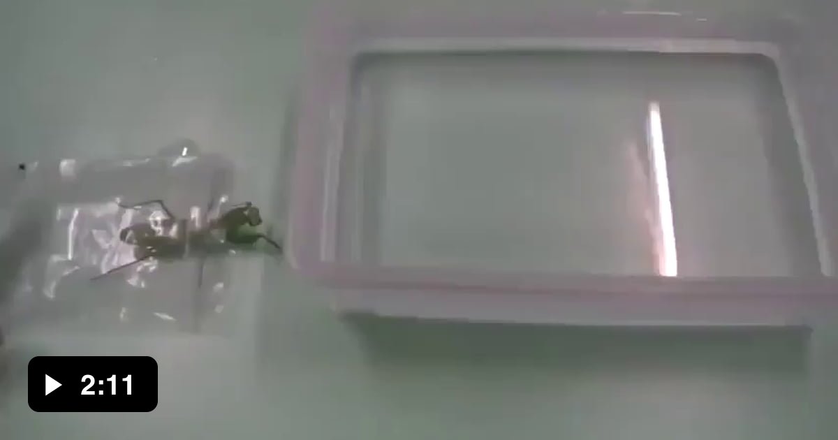 5 horsehair worms parasites inside a zombie praying mantis. In normal