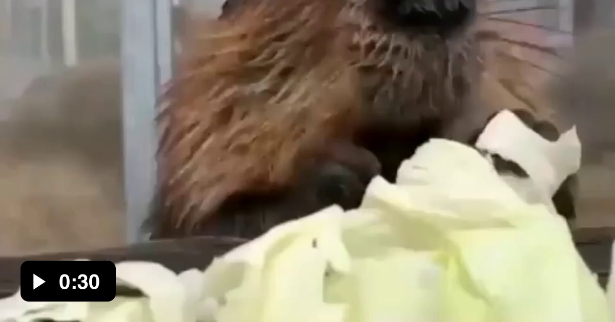 Studies show that seeing a beaver eat cabbage lowers stress by 17 9GAG